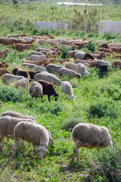 Stádo Jehňat Pasoucích Zelené Pastvině — Stock fotografie