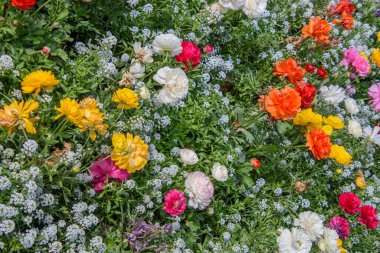 Bahçedeki güzel çiçekler