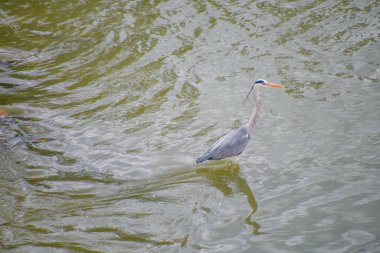 Şehir parkındaki nehirde güzel bir martı.