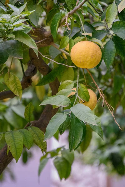 Вид Лимоны Растущие Деревьях Красивых Садах Алькасар Лос Рейес Кристианос — стоковое фото