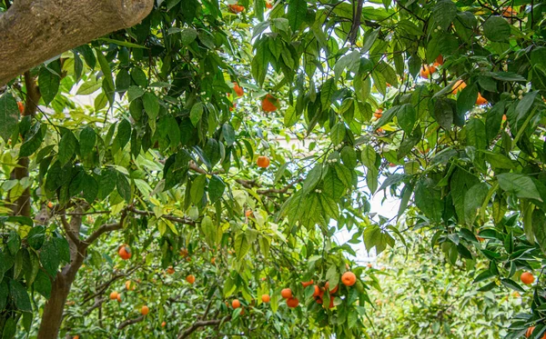Pohled Pomeranče Rostoucí Stromech Krásných Zahradách Alcazar Los Reyes Cristianos — Stock fotografie