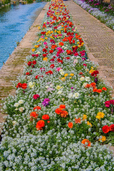 Kleurrijke Bloembed Van Bloemen Achtergrond Van Mooie Zomerdag — Stockfoto