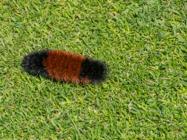 Cute little caterpillar on a golf green in spring