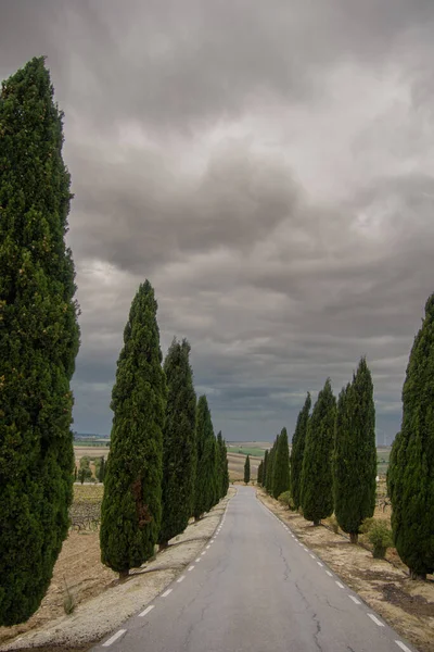Trees Road Vineyard Jerez Frontera Andalusia Spain — Stockfoto