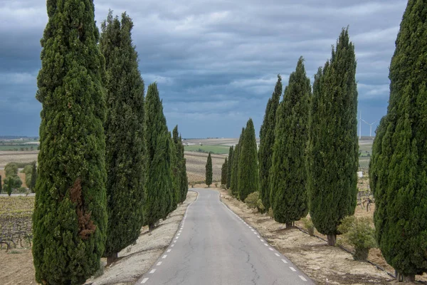 Trees along road with vineyard of Jerez de la Frontera, Andalusia, Spain.