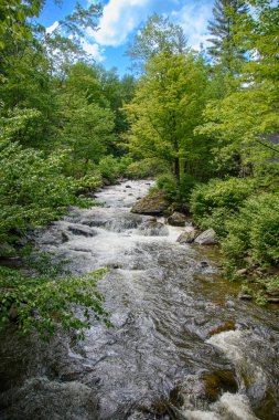 Yazın, Quebec eyaletindeki Kanada ormanlarında güzel bir nehir.