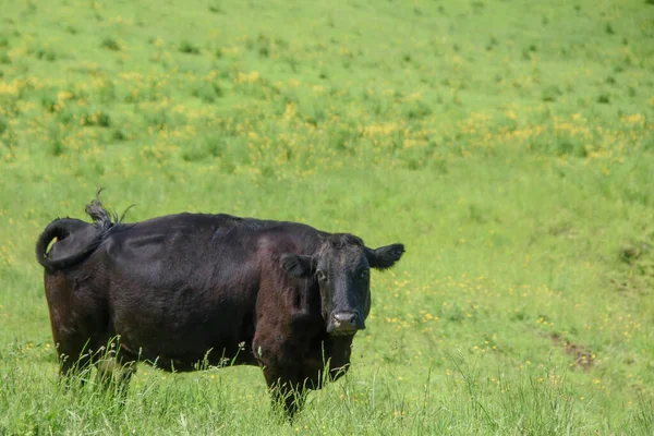 Bonitas Vacas Una Granja Quebec Campo Canadiense —  Fotos de Stock