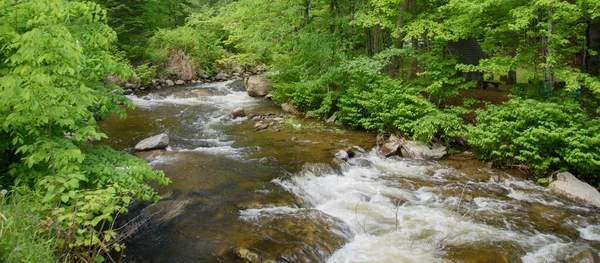 Yazın, Quebec eyaletindeki Kanada ormanlarında güzel bir nehir.