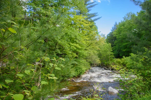 夏には ケベック州のカナダの森の中の美しい川 — ストック写真