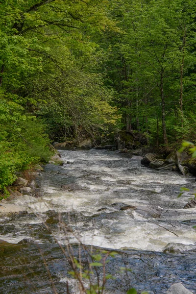 Verano Hermoso Río Bosque Canadiense Provincia Quebec — Foto de Stock