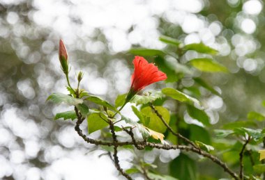 Malaga, Endülüs, İspanya 'nın güzel tarihi botanik bahçesi