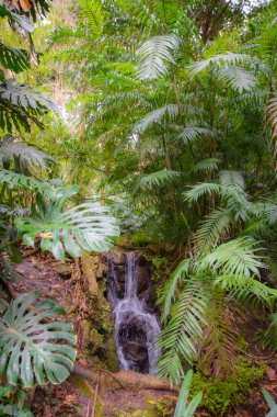 Malaga, Endülüs, İspanya 'nın güzel tarihi botanik bahçesi
