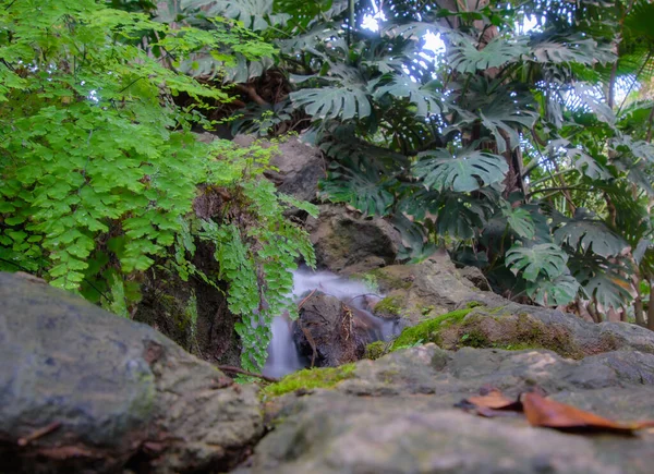 스페인 루시아 말라가 개념의 아름다운 역사적 식물원 — 스톡 사진