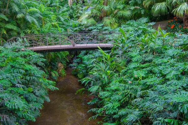 美しい歴史植物園マラガの概念 アンダルシア スペイン — ストック写真