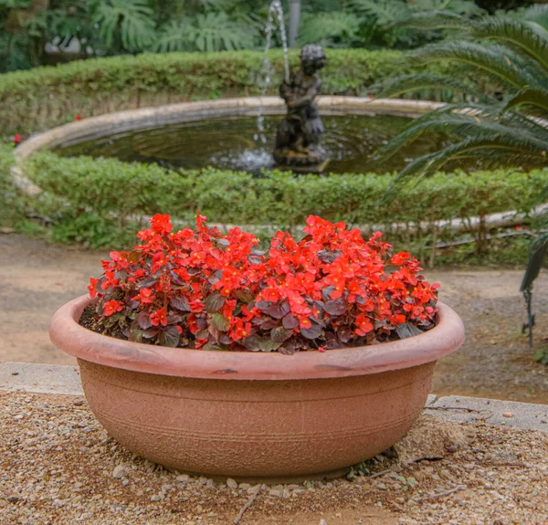 Krásná Historická Botanická Zahrada Koncepce Malagy Andalusie Španělsko — Stock fotografie