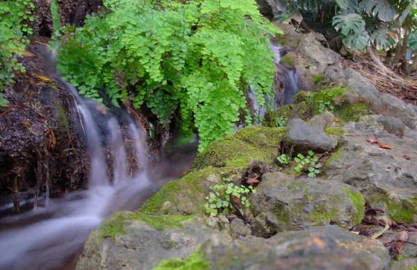 스페인 루시아 말라가 개념의 아름다운 역사적 식물원 — 스톡 사진