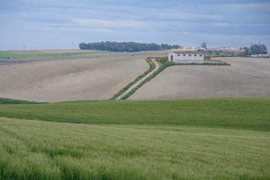 Fields of Jerez de la Frontera, Andalusia, Spain. 