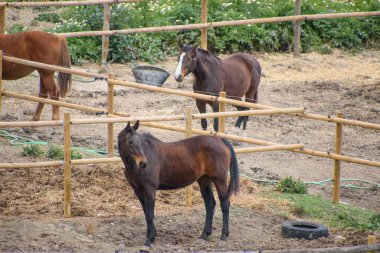 Bir grup at çayırdaki yeşil otlakta otluyor. 