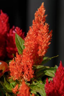 Güzel botanik fotoğrafı, doğal duvar kağıdı.