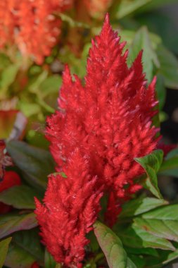 Güzel botanik fotoğrafı, doğal duvar kağıdı.