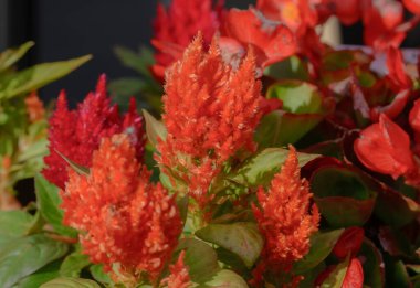 Güzel botanik fotoğrafı, doğal duvar kağıdı.