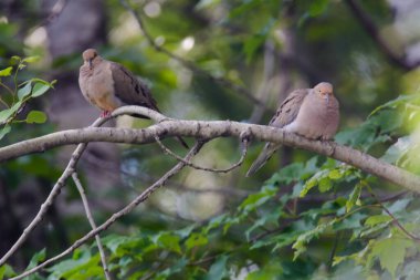 Ağaçtaki kuşun yakın plan çekimi.