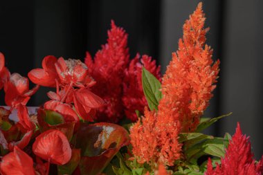 Güzel botanik fotoğrafı, doğal duvar kağıdı.