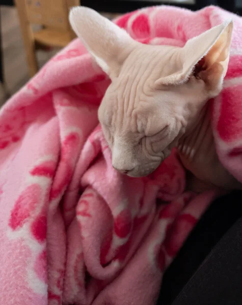 Domestic Sphynx Cat Home — Stock Photo, Image