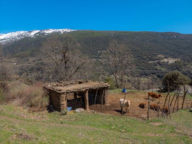small farm with cows of the town of Trevelez, in the Sierra Nevada of Andalusia, Spain