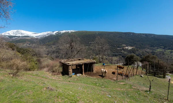 Small Farm Cows Town Trevelez Sierra Nevada Andalusia Spain — Foto Stock