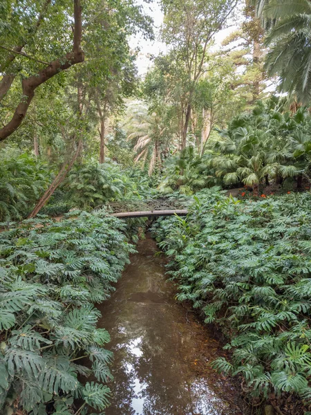 美しい歴史植物園マラガの概念 アンダルシア スペイン — ストック写真