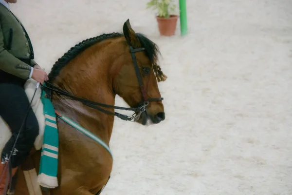 Person Riding Horse Saddle — Stockfoto