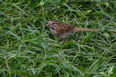 Bir kuş yeşil çimlerin üzerinde oturuyor.