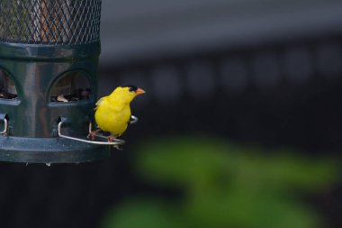 beautiful yellow and brown tit in the garden