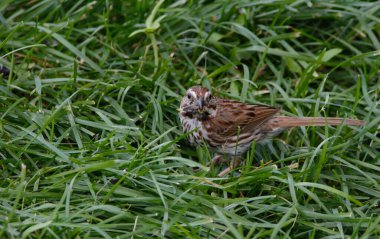 Otların arasındaki güzel kuş