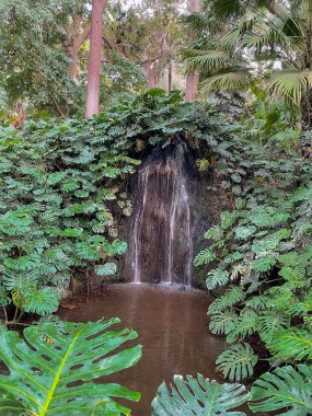 Ormandaki güzel tropikal yağmur ormanları