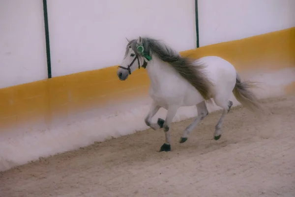 Een Portret Van Een Prachtig Paard Boerderij — Stockfoto