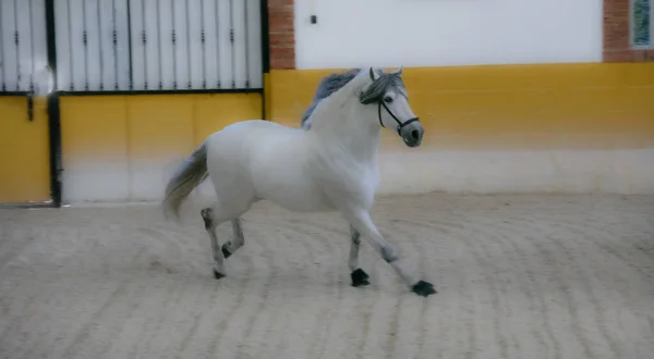 Een Portret Van Een Prachtig Paard Boerderij — Stockfoto