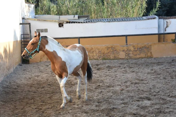 Portrét Krásného Koně Statku — Stock fotografie
