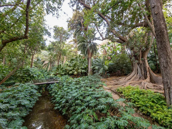 美しい歴史植物園マラガの概念 アンダルシア スペイン — ストック写真