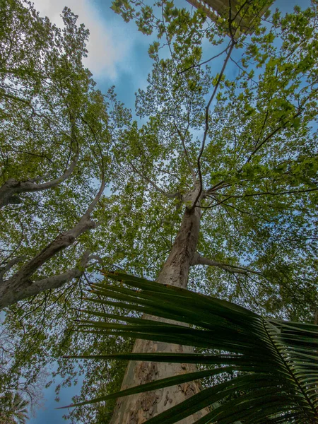 美しい歴史植物園マラガの概念 アンダルシア スペイン — ストック写真