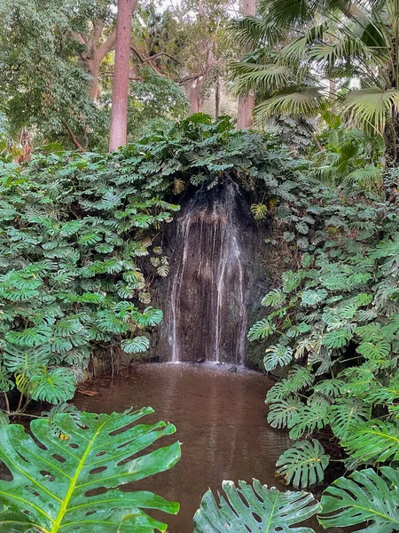 Ormandaki güzel tropikal yağmur ormanları