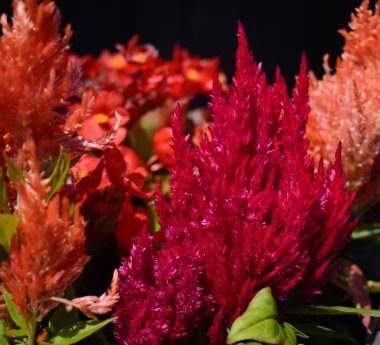 Very nice flowers in a little Canadian garden in the province of Quebec