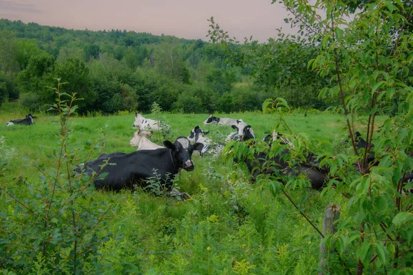 Vacas Bonitas Uma Fazenda Quebec Campo Canadense — Fotografia de Stock
