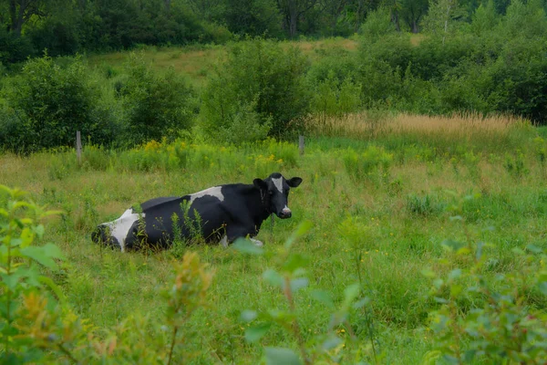 Bonitas Vacas Una Granja Quebec Campo Canadiense — Foto de Stock