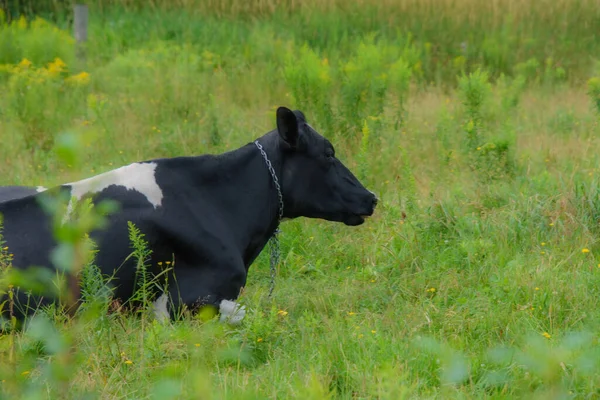 カナダの田舎にあるケベック州の農場ではかなりの牛 — ストック写真