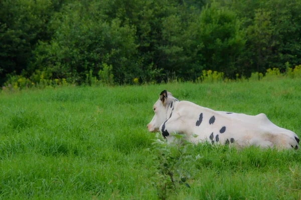 Kanada Kırsalındaki Quebec Çiftliğinde Güzel Inekler — Stok fotoğraf
