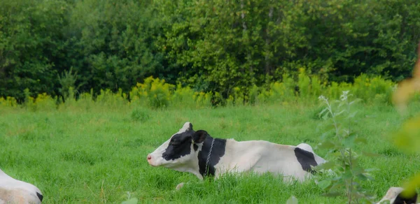 Vacas Bonitas Uma Fazenda Quebec Campo Canadense — Fotografia de Stock