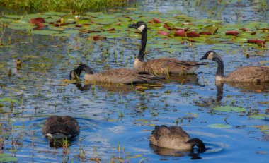 gölet üzerinde yaban ördekleri 