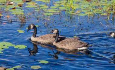 gölet üzerinde yaban ördekleri 